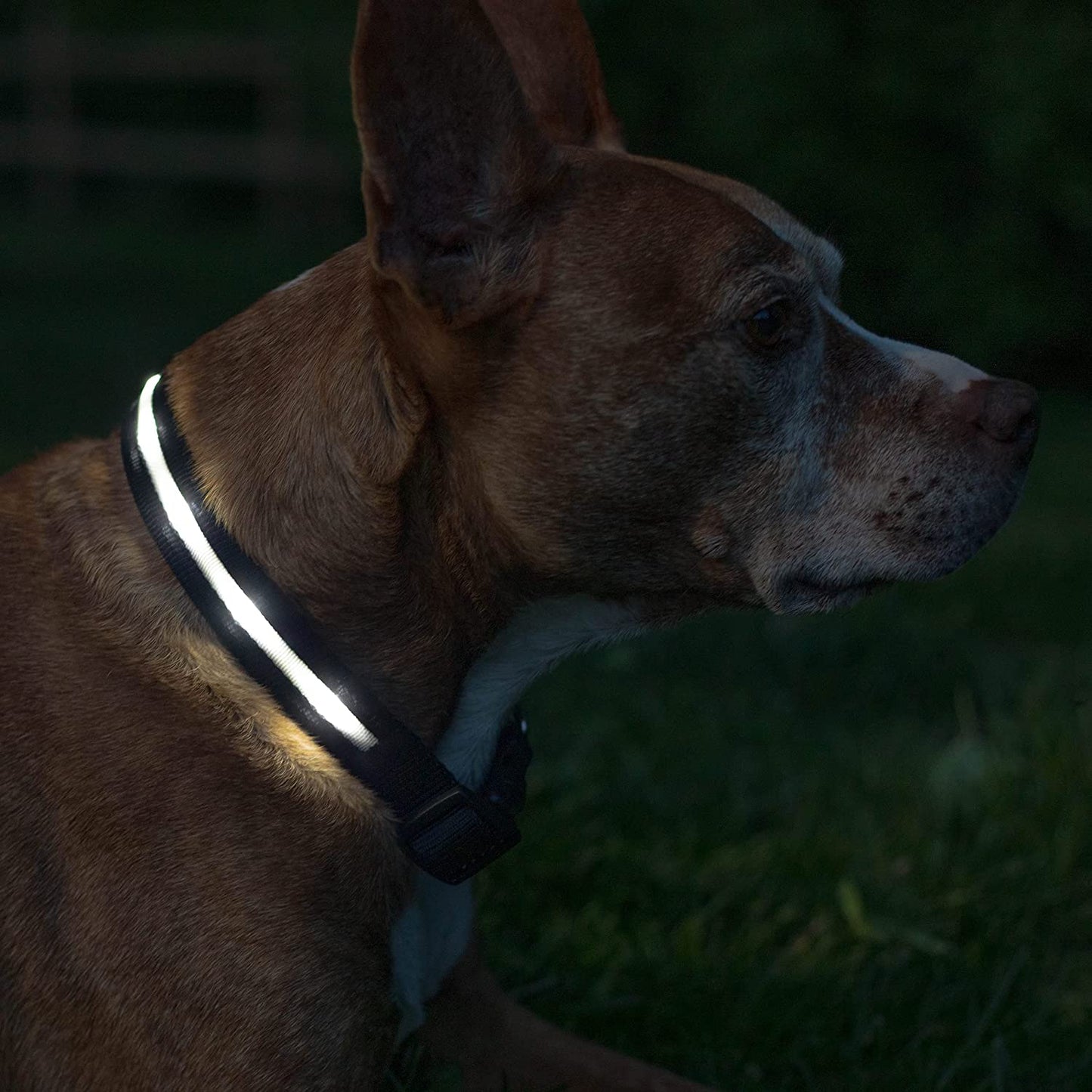 Illuminate Your Dog's Adventures: The Ultimate LED Dog Collar - USB Rechargeable, Waterproof, and 1,000 Feet of Visibility for All Breeds