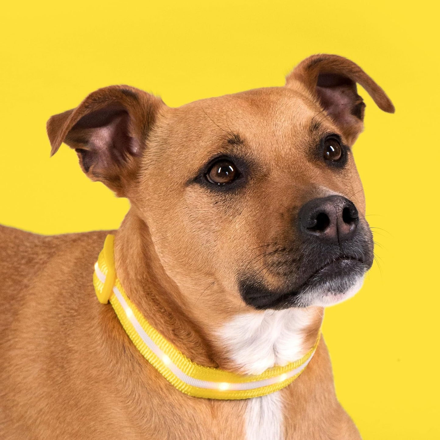 Illuminate Your Pup's Adventures: The Ultimate USB Rechargeable LED Dog Collar - Waterproof, 1,000 Feet Visibility for All Sizes of Dogs - USA Made!