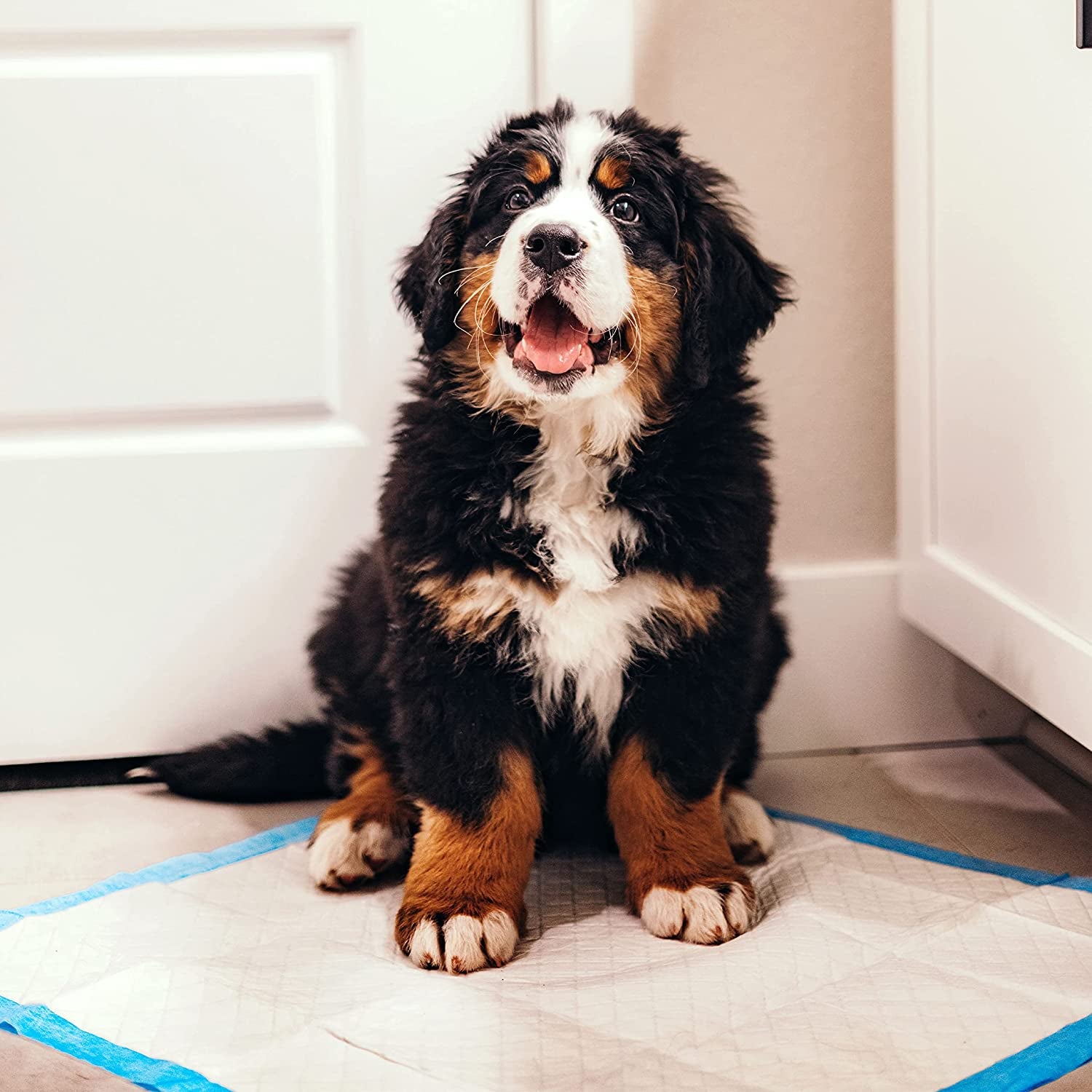 Wee-Wee Superior Performance Dog & Puppy Pee Pads - Ultimate Leak-Proof Potty Training Solution, 22" x 23", 100 Count