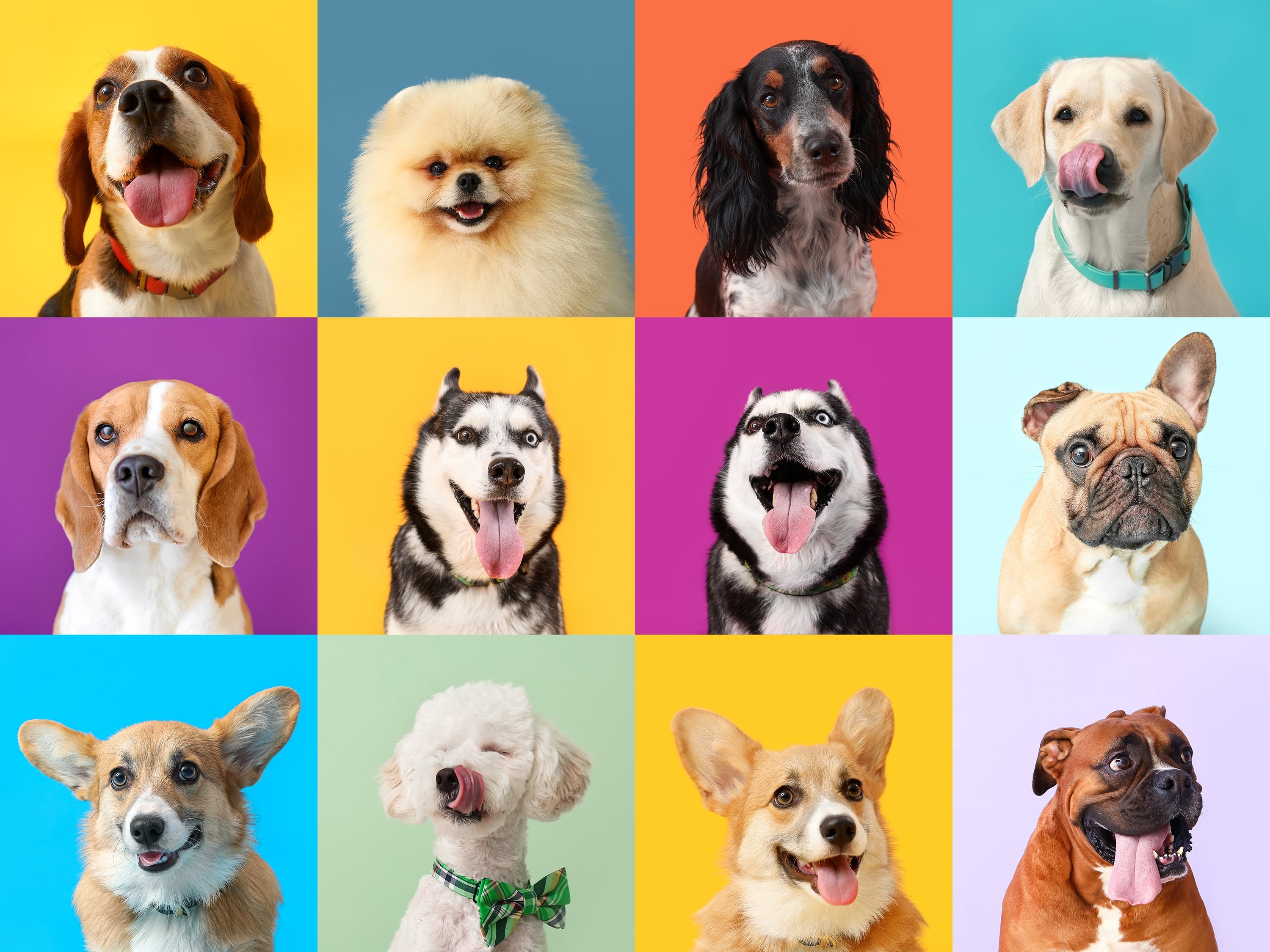 grid of dogs on colorful background